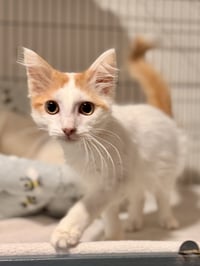 Duncan - Photo 1