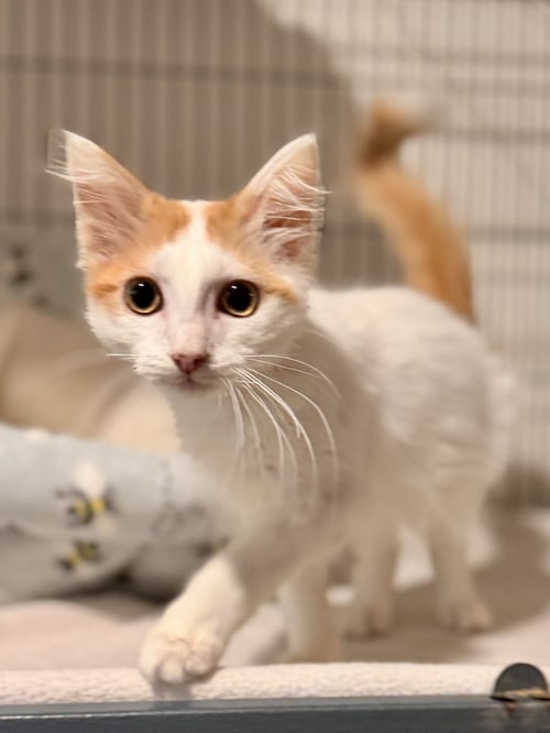 DUNCAN - Domestic Medium Hair available for adoption