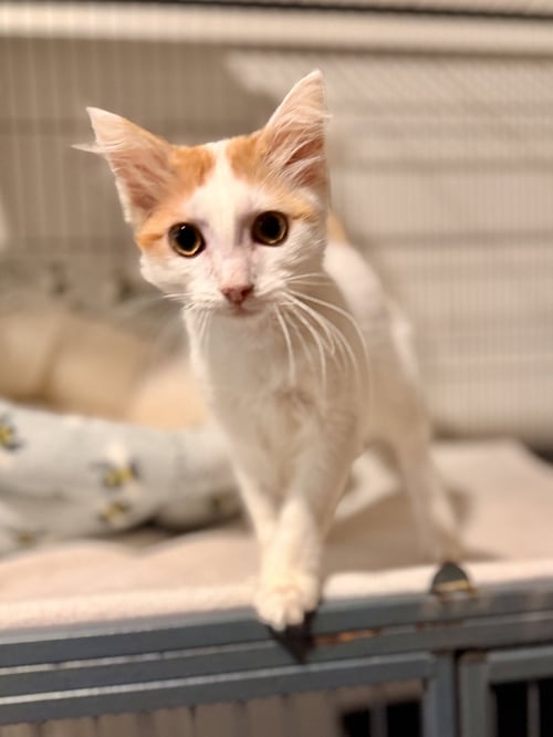 DUNCAN - Domestic Medium Hair available for adoption