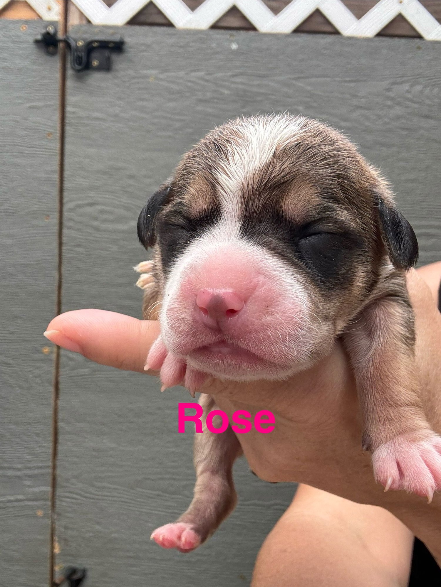 LILLY’S FLOWERS - ROSE - American Staffordshire Terrier available for adoption