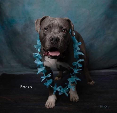 ROCKO - American Staffordshire Terrier available for adoption