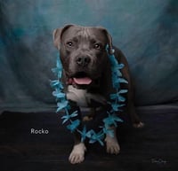 Rocko - Photo 3