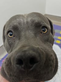 Rocko - Photo 8