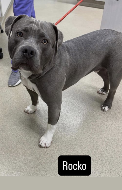 ROCKO - American Staffordshire Terrier available for adoption