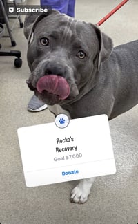 Rocko - Photo 7