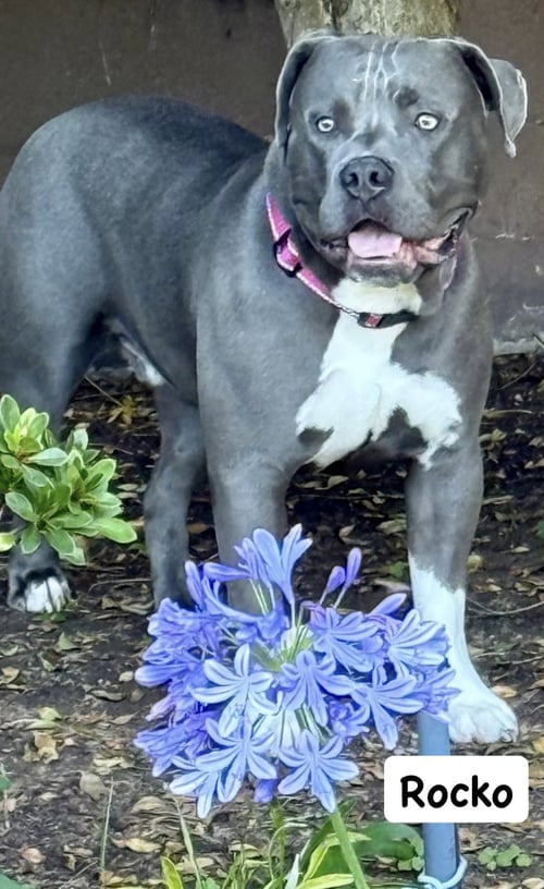ROCKO - American Staffordshire Terrier available for adoption
