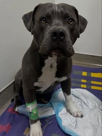 Rocko - Photo 10