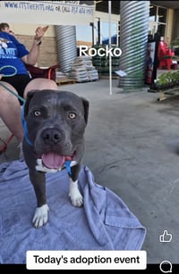 Rocko - Photo 12