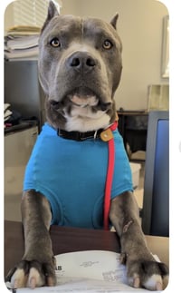 Mello Aka Tank - Photo 2