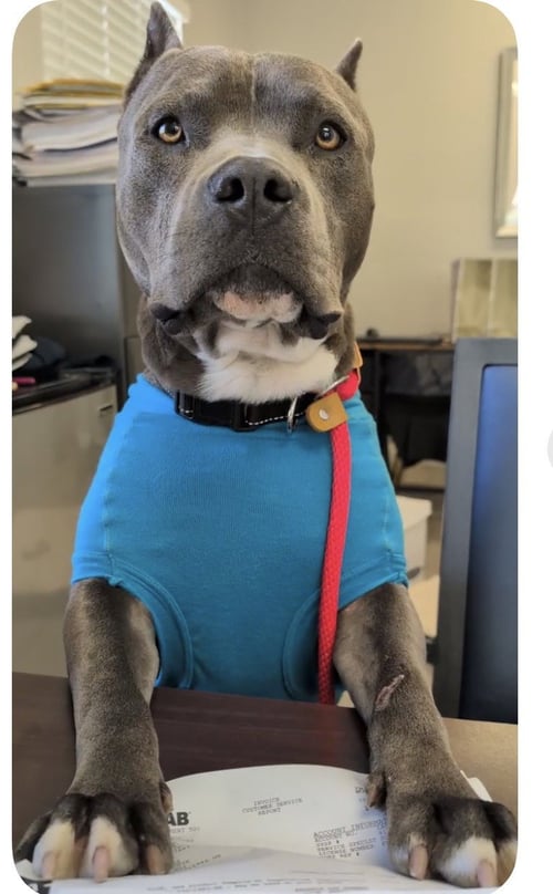 MELLO AKA TANK - American Staffordshire Terrier available for adoption