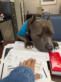 Mello Aka Tank - Photo 3