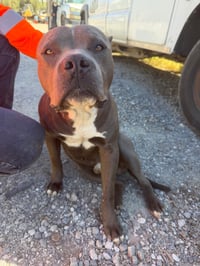 Mello Aka Tank - Photo 4