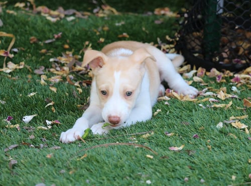 WHISPER - *COURTESY LISTING* - Husky available for adoption