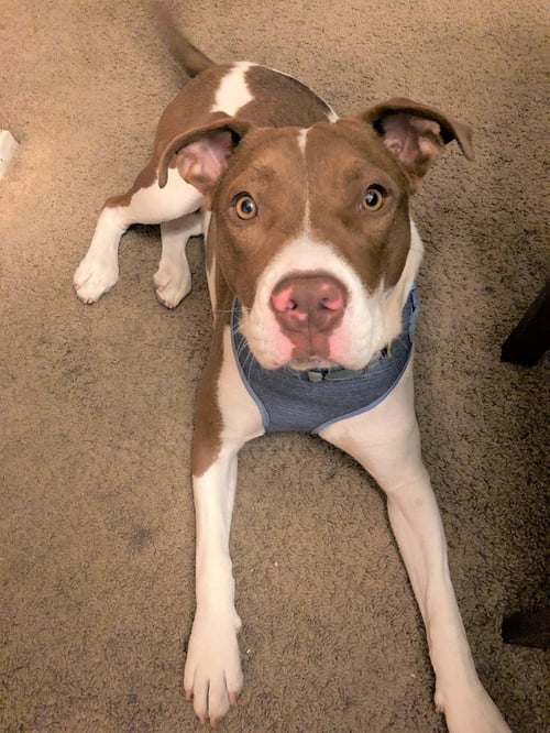 HARLEY QUINN **COURTESY LISTING** - American Staffordshire Terrier available for adoption