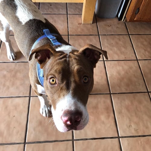 HARLEY QUINN **COURTESY LISTING** - American Staffordshire Terrier available for adoption