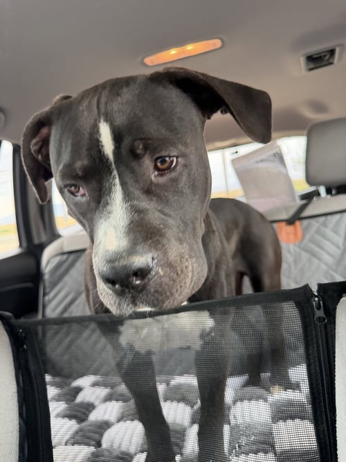DOM - American Staffordshire Terrier available for adoption