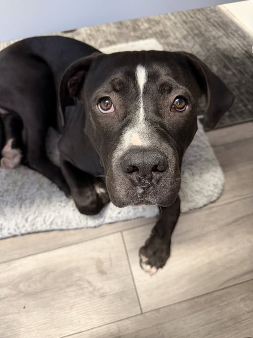 DOM - American Staffordshire Terrier available for adoption