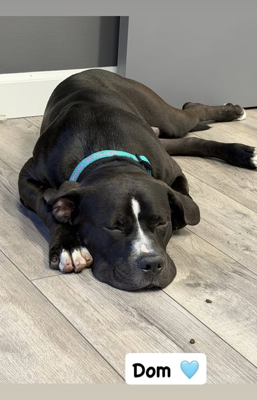DOM - American Staffordshire Terrier available for adoption