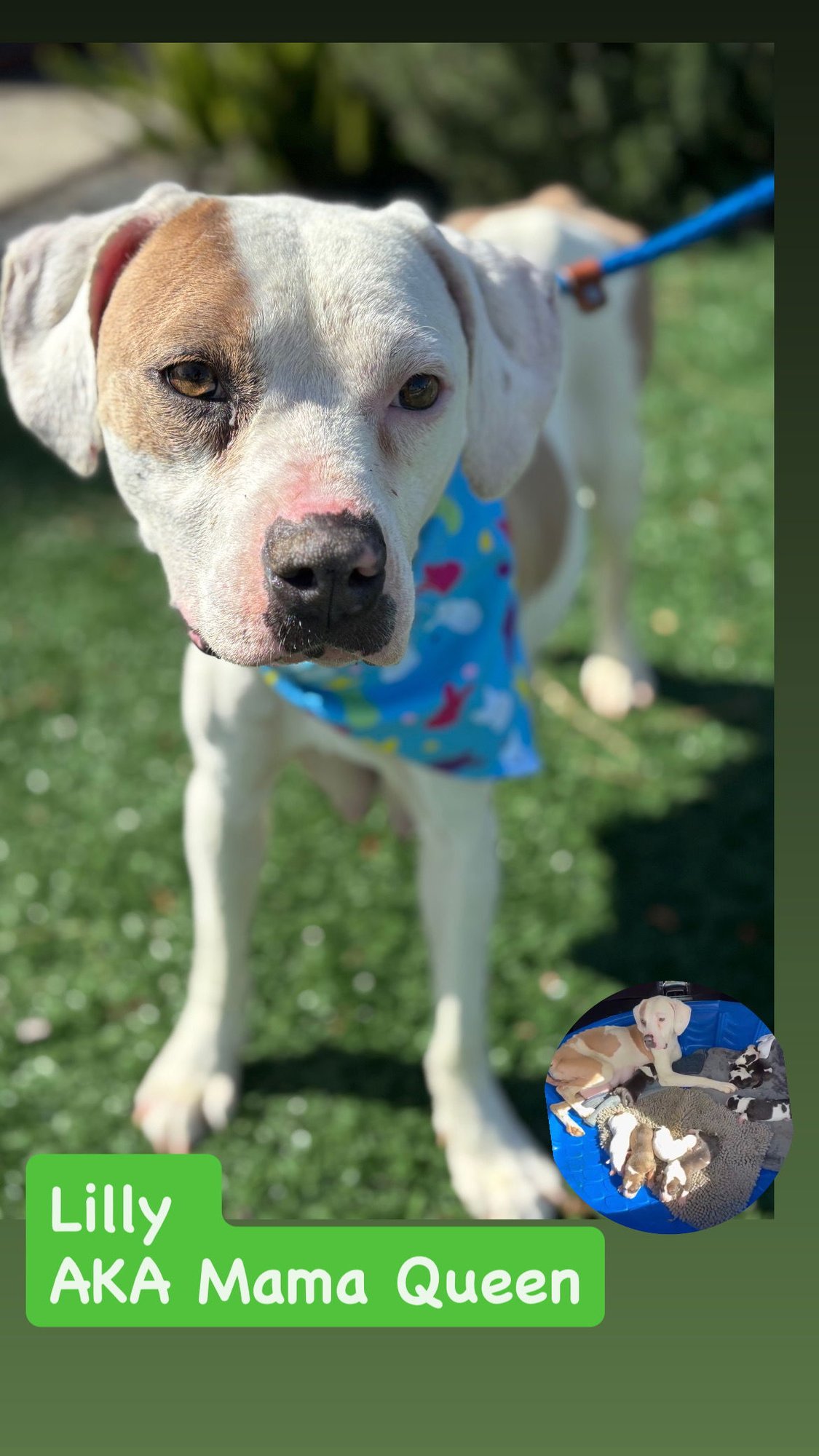 LILLY AKA MAMA QUEEN - American Staffordshire Terrier available for adoption