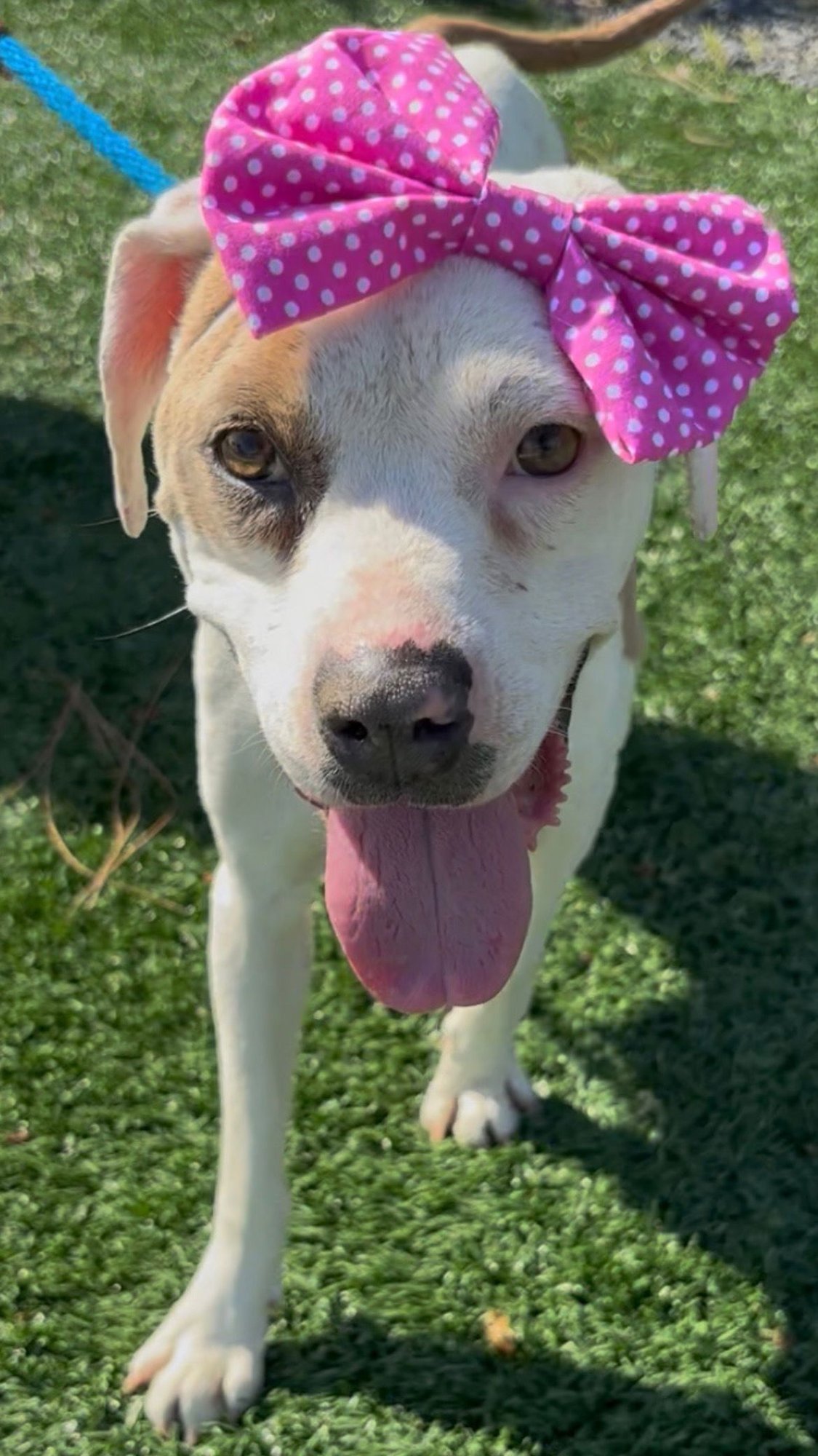 LILLY AKA MAMA QUEEN - American Staffordshire Terrier available for adoption