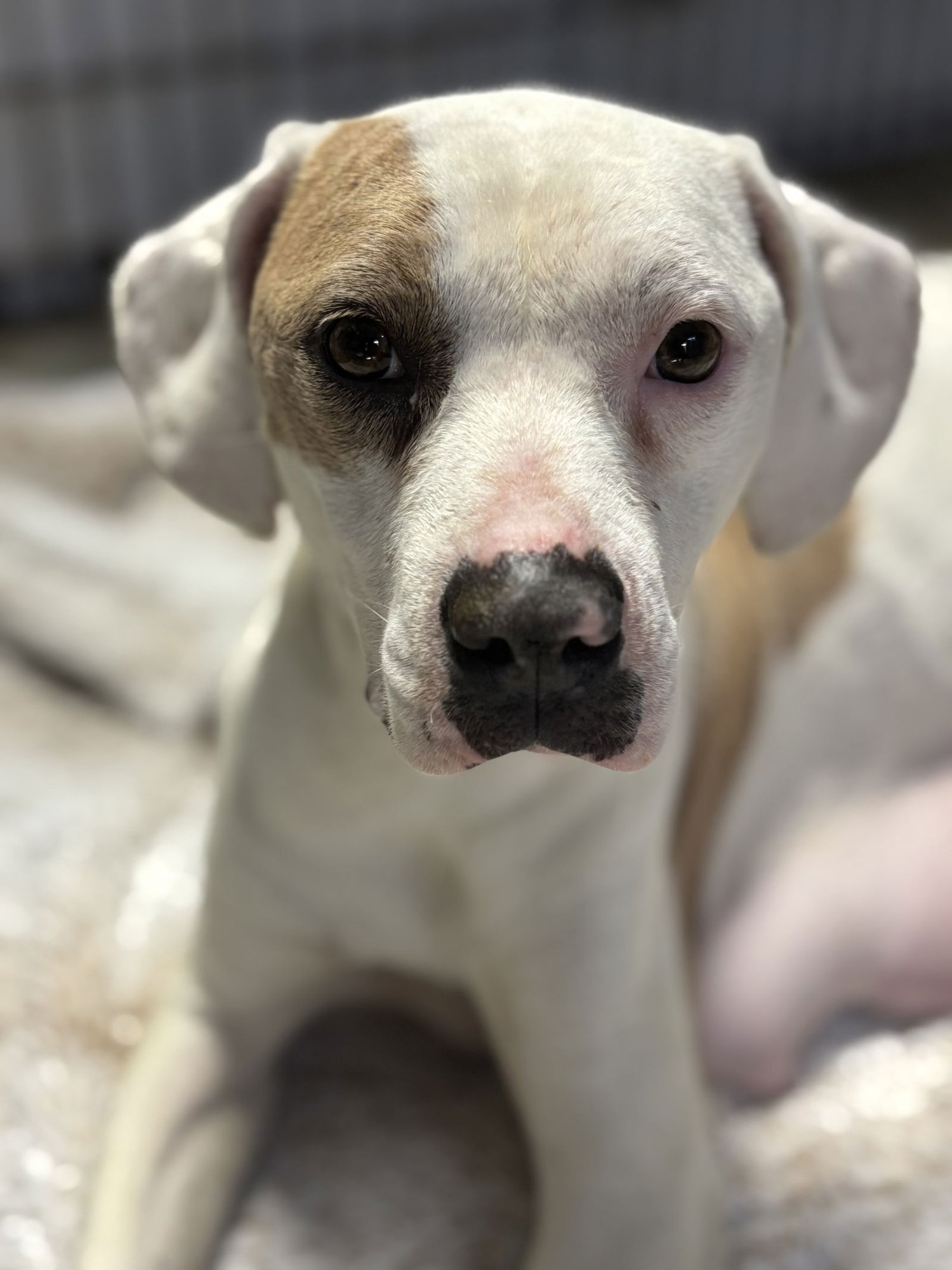 Lilly AKA Mama Queen - Photo 4