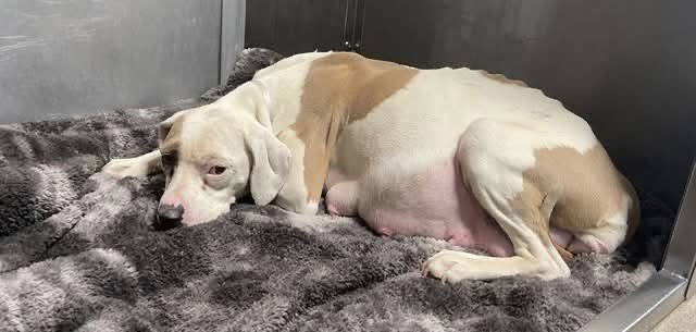 Lilly AKA Mama Queen - Photo 6