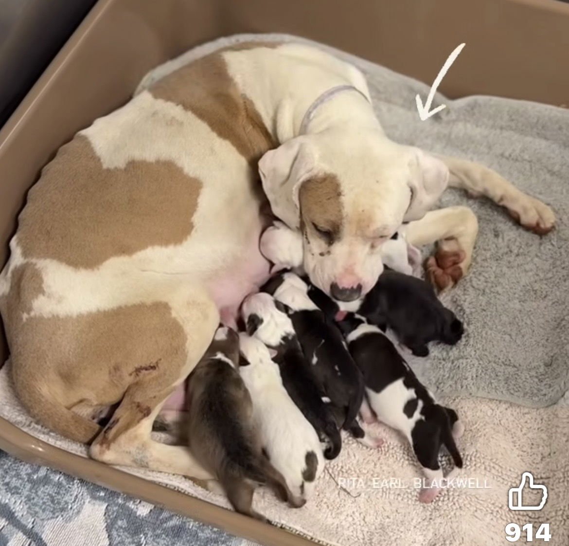 Lilly AKA Mama Queen - Photo 7