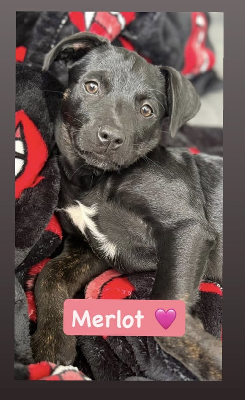 ANNE’S VINES - MERLOT - American Staffordshire Terrier available for adoption