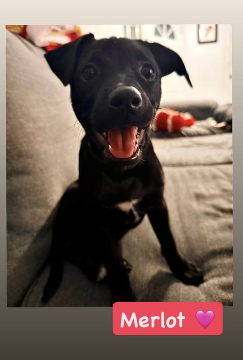 ANNE’S VINES - MERLOT - American Staffordshire Terrier available for adoption