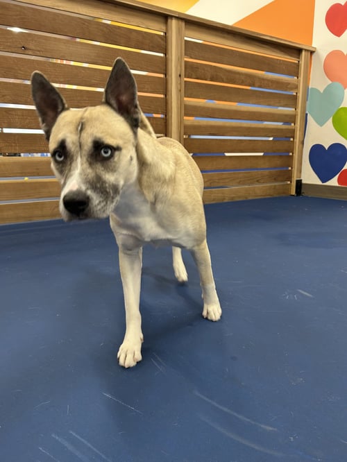 JAX**FACILITATED ADOPTION** - Shepherd available for adoption