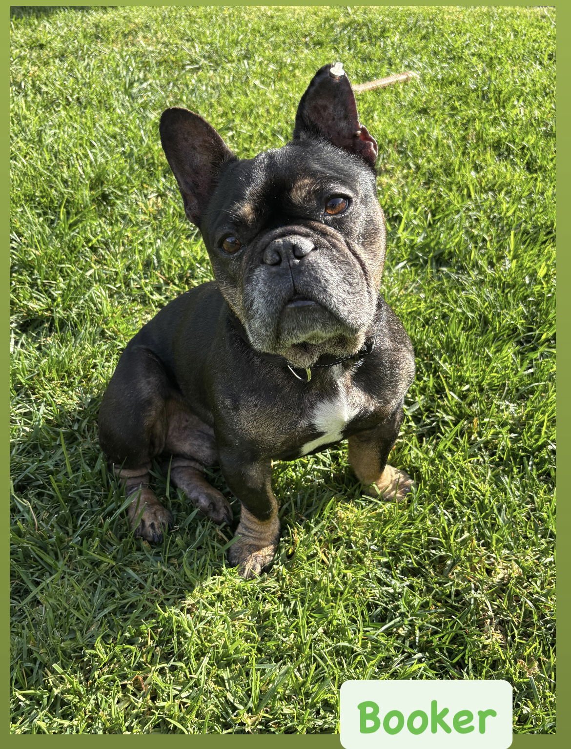 BOOKER - French Bulldog available for adoption