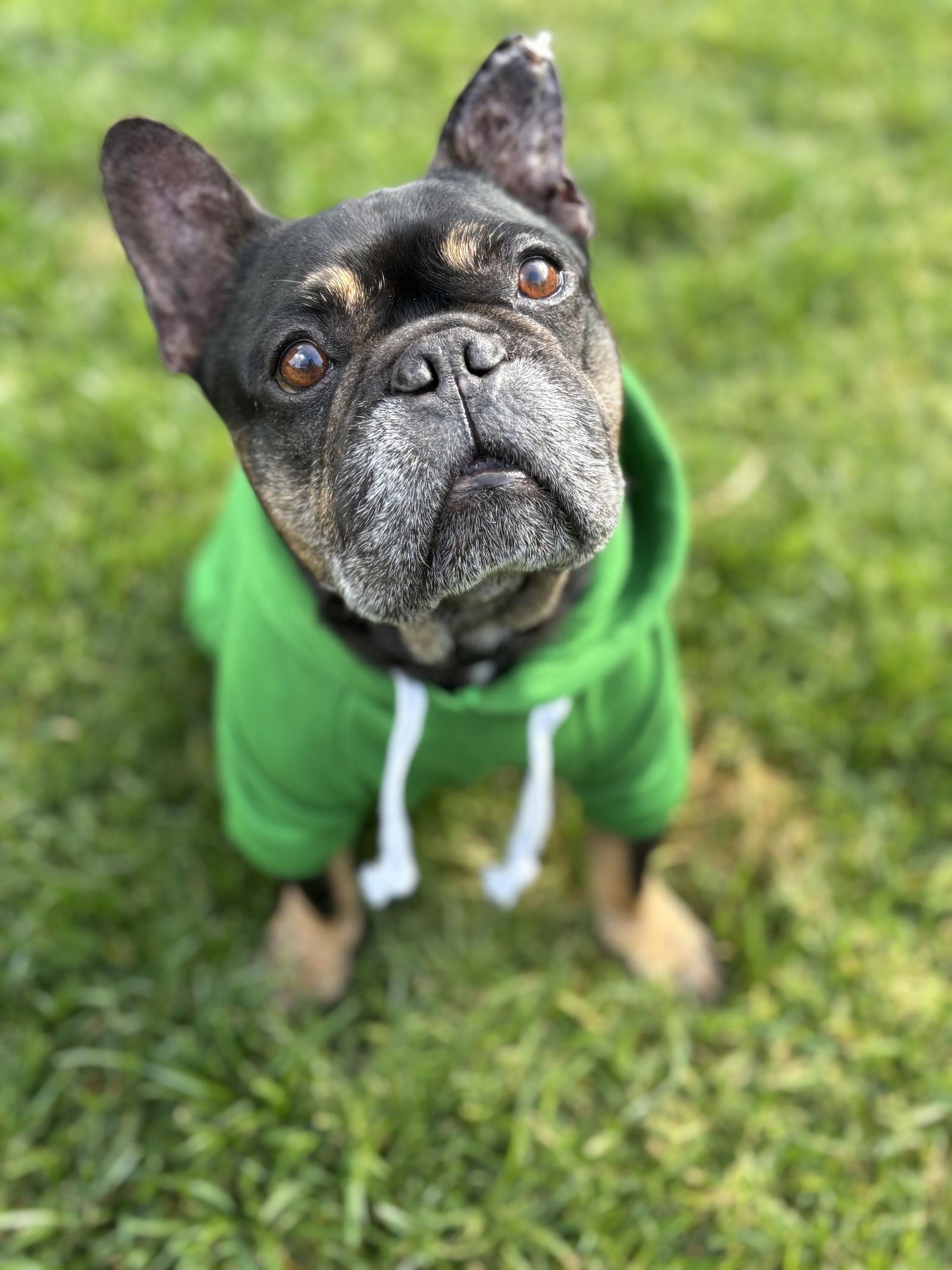 BOOKER - French Bulldog available for adoption