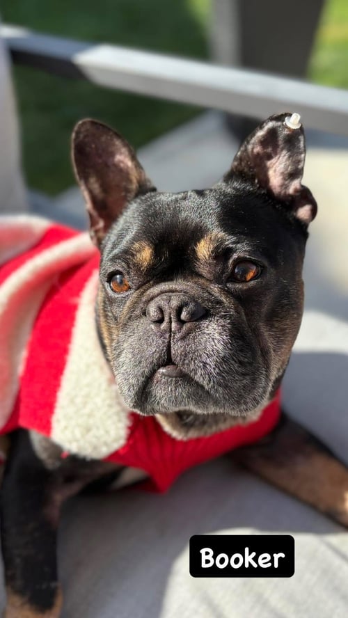 BOOKER - French Bulldog available for adoption
