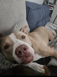 Canelo - *Courtesy Listing* - Photo 5