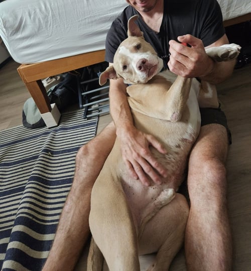 CANELO - *COURTESY LISTING* - American Staffordshire Terrier available for adoption