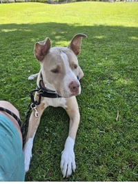 Canelo - *Courtesy Listing* - Photo 6