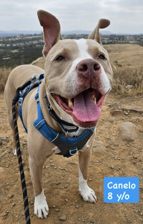 Canelo - *Courtesy Listing* Image