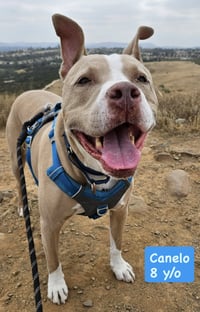Canelo - *Courtesy Listing* - Photo 1