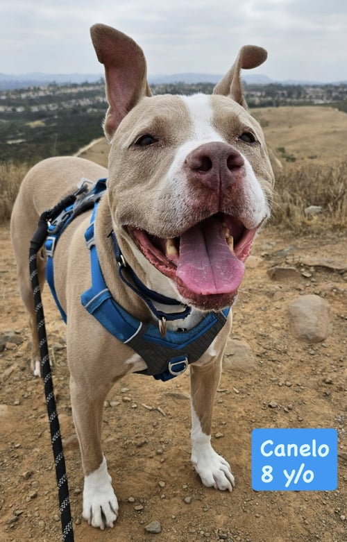 CANELO - *COURTESY LISTING* - American Staffordshire Terrier available for adoption