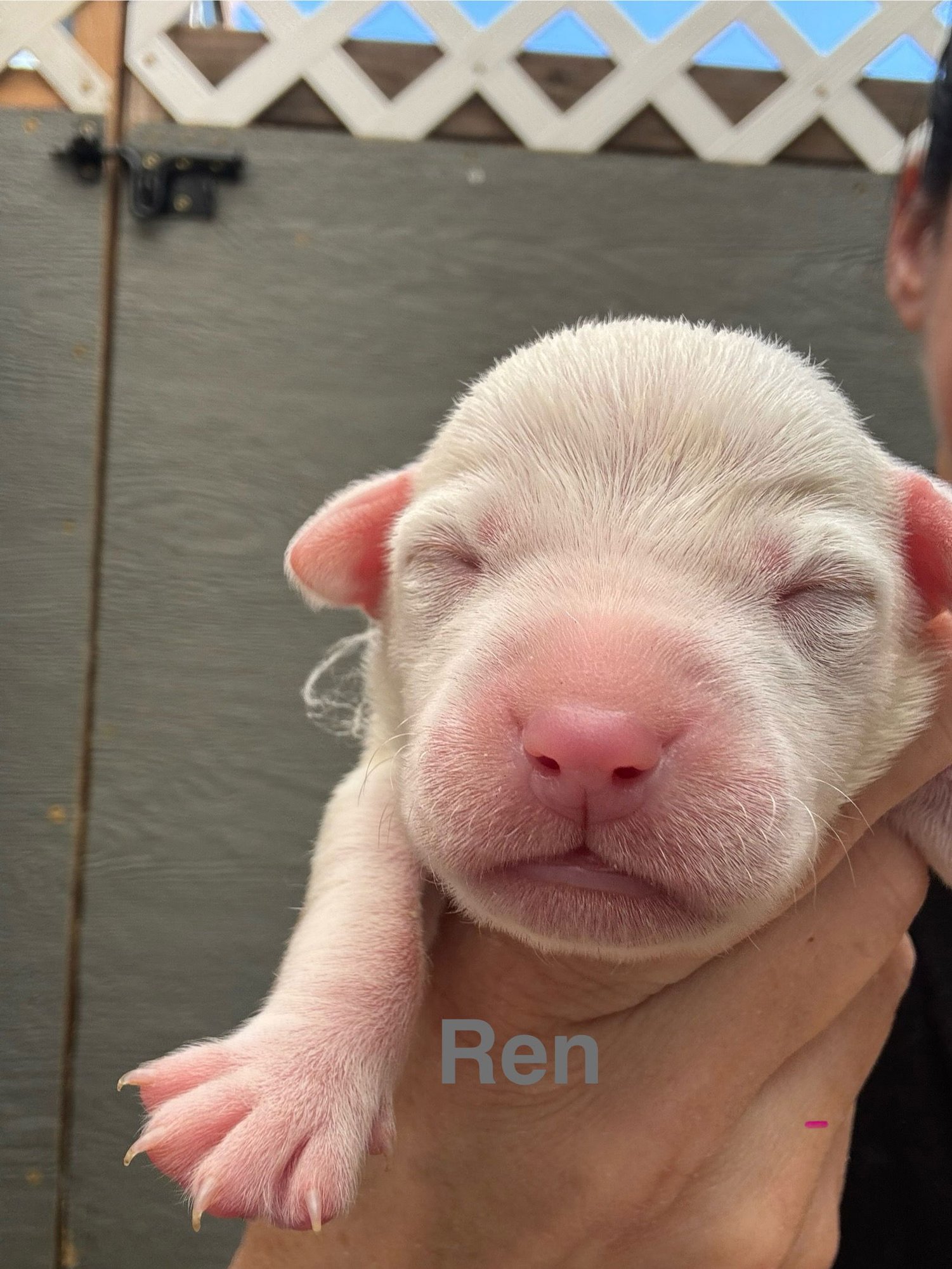 LILLY’S FLOWERS - REN (M) - American Staffordshire Terrier available for adoption