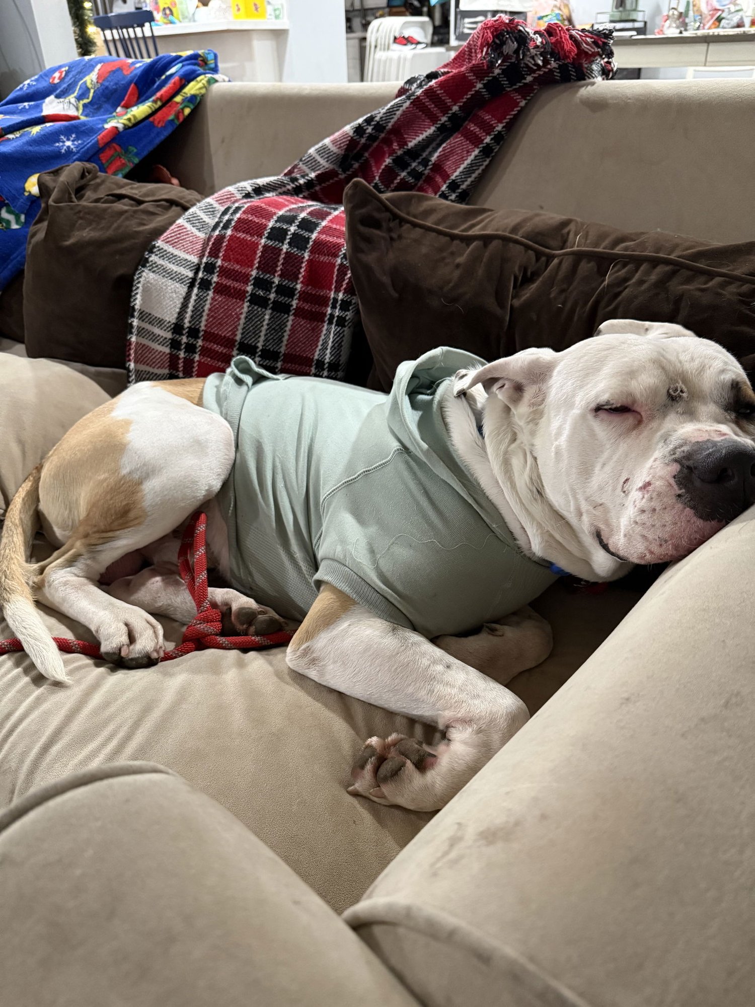 Cane *Courtesy Listing* - Photo 3