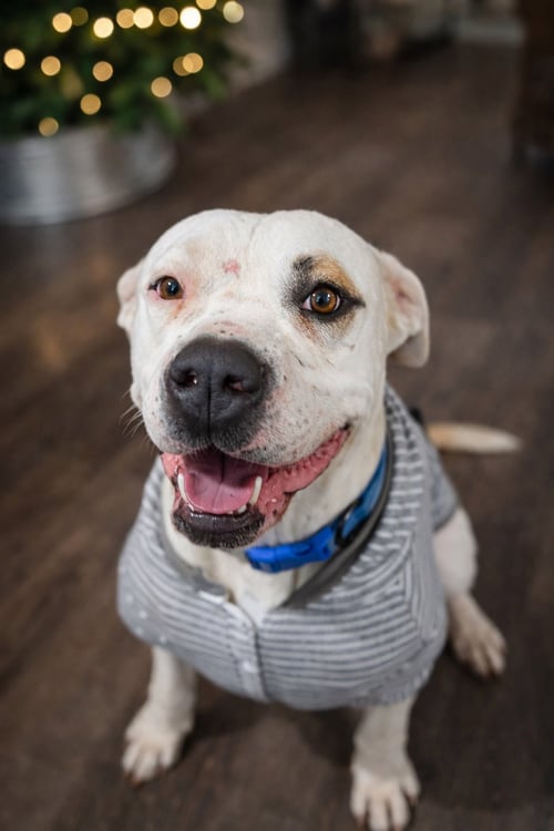 CANE *COURTESY LISTING* - American Staffordshire Terrier available for adoption