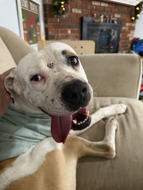 CANE *COURTESY LISTING* - American Staffordshire Terrier available for adoption