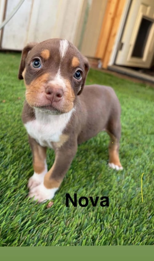 LUNA’S STARS - NOVA