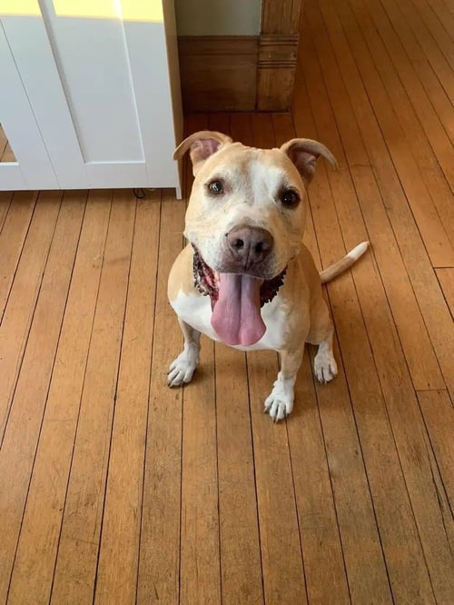 SNUGGLES **COURTESY LISTING** - American Staffordshire Terrier available for adoption