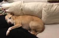 Snuggles **Courtesy Listing** - Photo 4