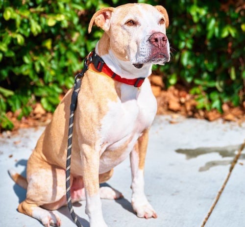 SNUGGLES **COURTESY LISTING** - American Staffordshire Terrier available for adoption