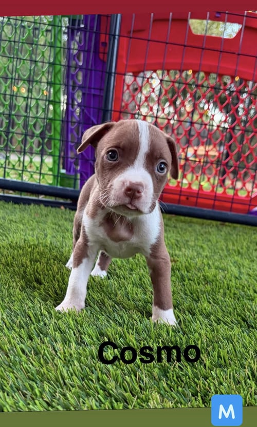 LUNA’S STARS - COSMO - American Staffordshire Terrier available for adoption