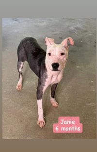 Janie - Photo 4