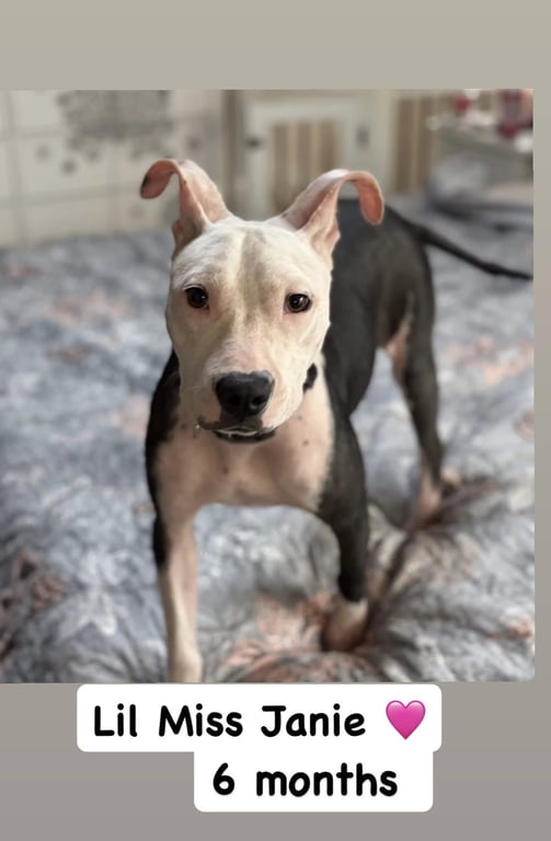 Janie Image